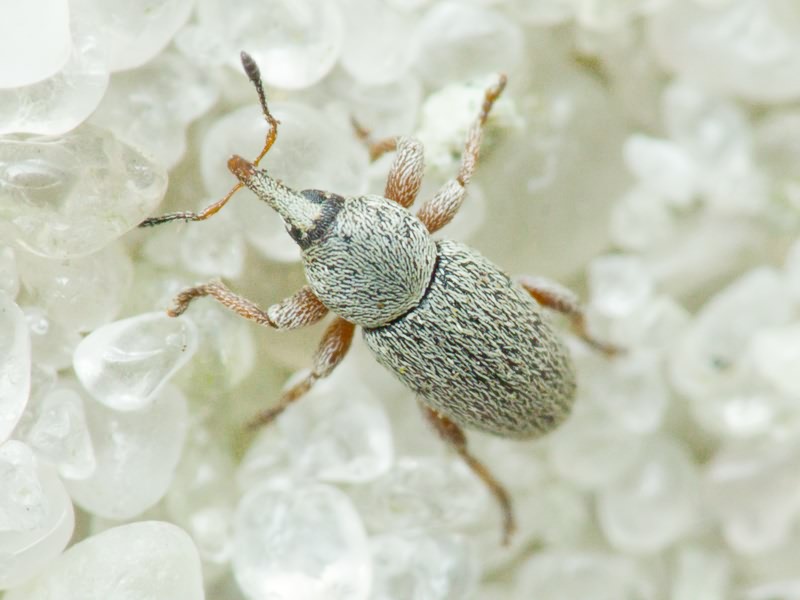 Tychius picirostris (Fabricius, 1787)